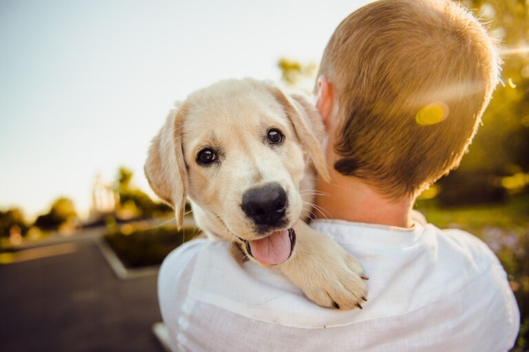 Golder Retriever and Women loving her dog sitting business