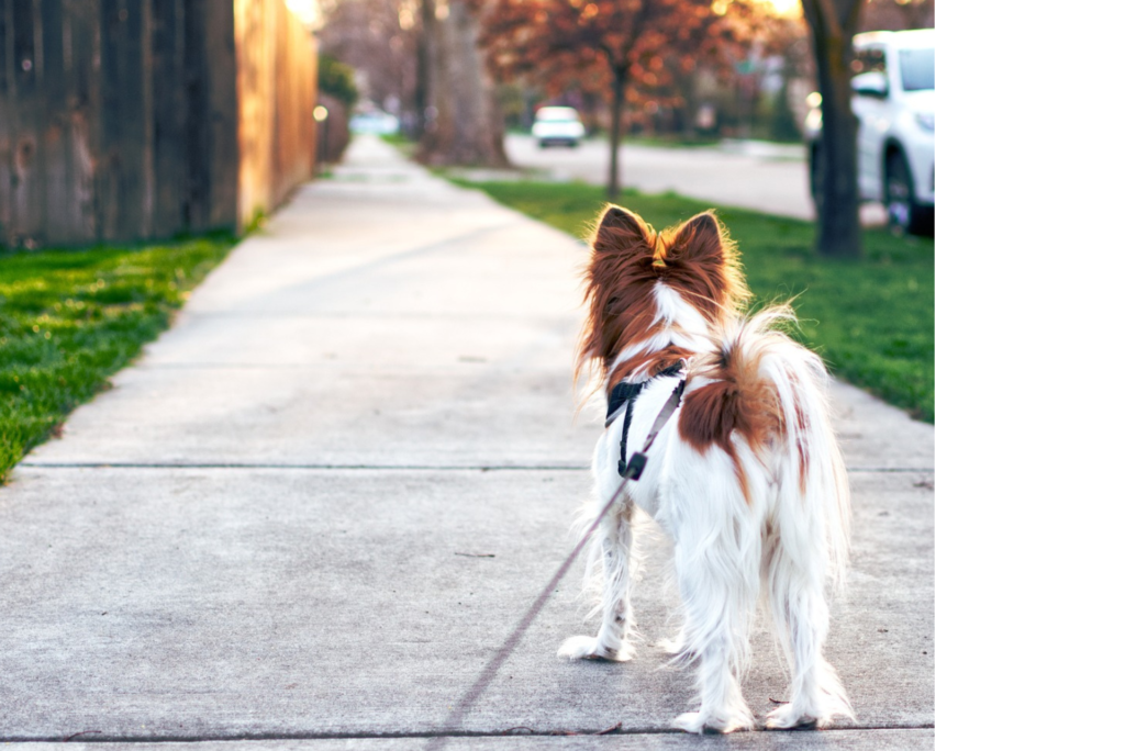 Happy Dog Walking Down the Street